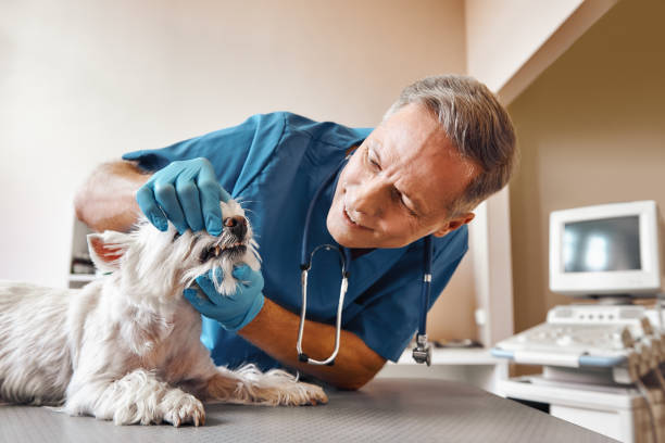 Best Weekend Emergency Dentist in Augusta, AR